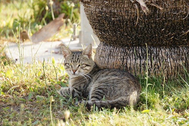 Téléchargement gratuit de Cat Nature Animal Tabby - photo ou image gratuite à modifier avec l'éditeur d'images en ligne GIMP