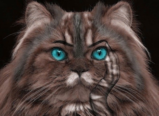 Kostenloser Download Cat Nature Black - kostenlose Illustration, die mit dem kostenlosen Online-Bildeditor GIMP bearbeitet werden kann