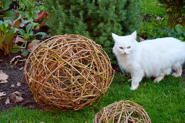 Muat turun percuma Cat Nature Garden - foto atau gambar percuma untuk diedit dengan editor imej dalam talian GIMP