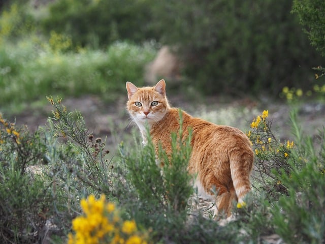 Free download cat nature wild feline look free picture to be edited with GIMP free online image editor