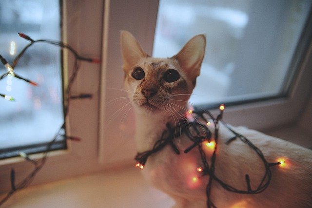 Ücretsiz indir Cat Nicely Kitten - GIMP çevrimiçi resim düzenleyiciyle düzenlenecek ücretsiz fotoğraf veya resim