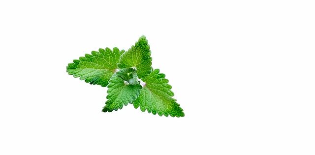 Free download Catnip Plants Green -  free photo or picture to be edited with GIMP online image editor