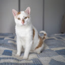 Cat on the cushion  screen for extension Chrome web store in OffiDocs Chromium