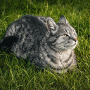 Cat on the Grass  screen for extension Chrome web store in OffiDocs Chromium