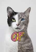 Free download Cat opposite free photo or picture to be edited with GIMP online image editor