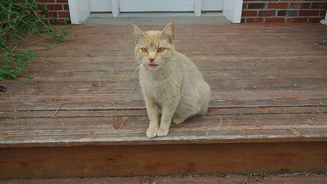 Free download Cat Orange Porch -  free photo or picture to be edited with GIMP online image editor