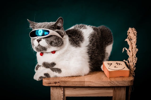 Free download cat pet animal background free picture to be edited with GIMP free online image editor