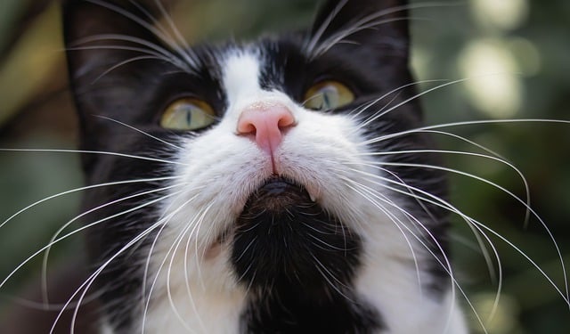 Scarica gratuitamente l'immagine gratuita del gatto bicolore dell'animale domestico del gatto da modificare con l'editor di immagini online gratuito di GIMP