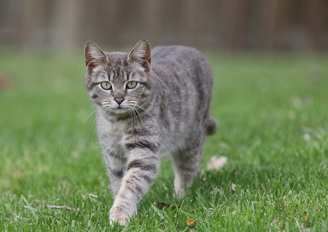 Free download cat pet animal cute grass hunt free picture to be edited with GIMP free online image editor