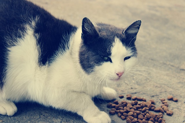 Muat turun percuma kucing haiwan peliharaan haiwan peliharaan kucing kucing gambar percuma untuk diedit dengan editor imej dalam talian percuma GIMP