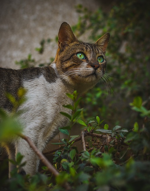Muat turun percuma kucing haiwan peliharaan haiwan kucing mata hijau gambar percuma untuk diedit dengan editor imej dalam talian percuma GIMP
