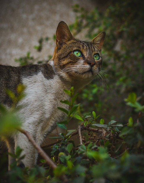 Free download cat pet animal feline green eyes free picture to be edited with GIMP free online image editor