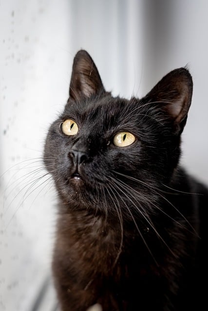 Free download cat pet animal feline mammal cute free picture to be edited with GIMP free online image editor