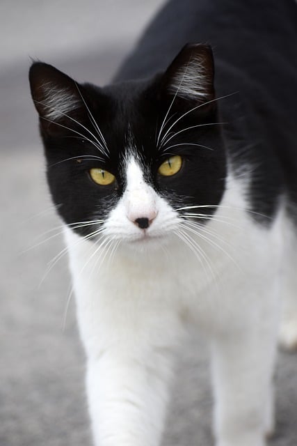 Free download cat pet animal feline portrait free picture to be edited with GIMP free online image editor