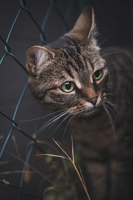 دانلود رایگان عکس طبیعت باغ حیوانات حیوان خانگی گربه برای ویرایش با ویرایشگر تصویر آنلاین رایگان GIMP