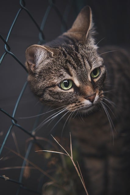 Free download cat pet animal garden nature free picture to be edited with GIMP free online image editor
