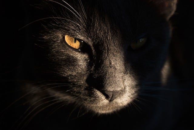 Bezpłatne pobieranie zdjęć kotów, zwierząt, szarych, futrzanych, do edycji za pomocą bezpłatnego edytora obrazów online GIMP