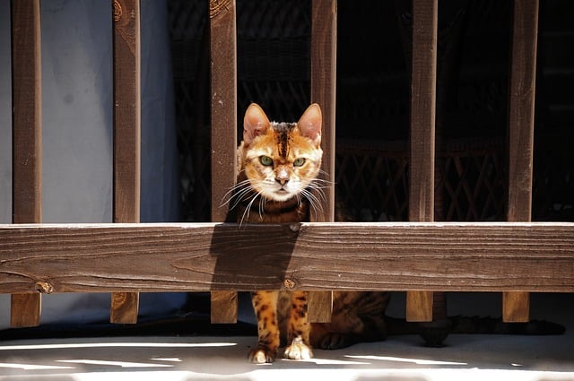 Free download cat pet animal mammal feline free picture to be edited with GIMP free online image editor