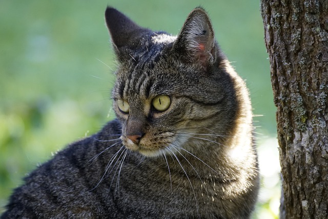 無料ダウンロード猫ペット動物哺乳類GIMP無料オンライン画像エディターで編集できる画像
