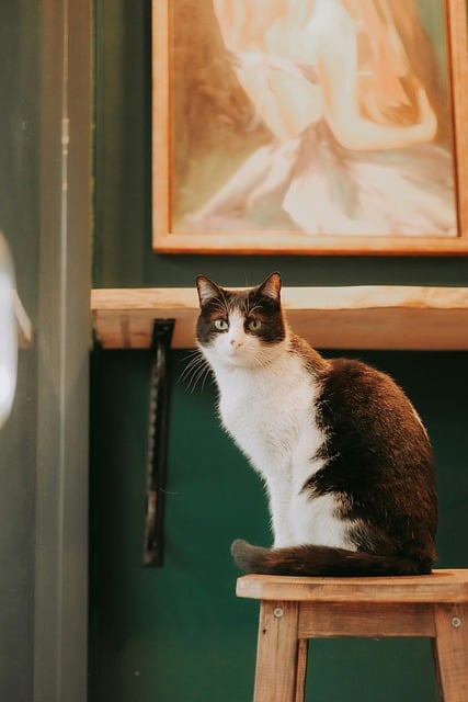 Free download cat pet animal nature feline free picture to be edited with GIMP free online image editor