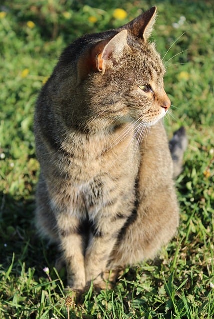 Free download cat pet animal nature portrait free picture to be edited with GIMP free online image editor