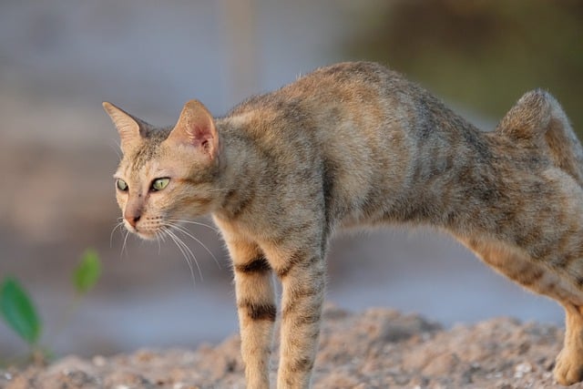 Free download cat pet animal outdoors free picture to be edited with GIMP free online image editor