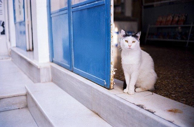 הורדה חינם חתול חיות מחמד רחוב יוון ios תמונה בחינם לעריכה עם עורך תמונות מקוון בחינם של GIMP