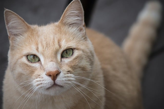 Free download cat pet animal tabby cat domestic free picture to be edited with GIMP free online image editor