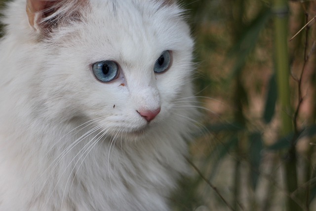 김프 무료 온라인 이미지 편집기로 편집할 수 있는 무료 다운로드 고양이 애완 동물 흰 고양이 파란 눈 무료 사진