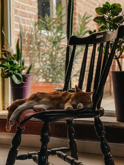 Scarica gratuitamente l'immagine gratuita dell'animale del sonno della sedia dell'animale domestico del gatto da modificare con l'editor di immagini online gratuito di GIMP