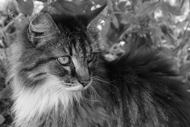 Gratis download Cat Pet Cute - gratis foto of afbeelding om te bewerken met GIMP online afbeeldingseditor