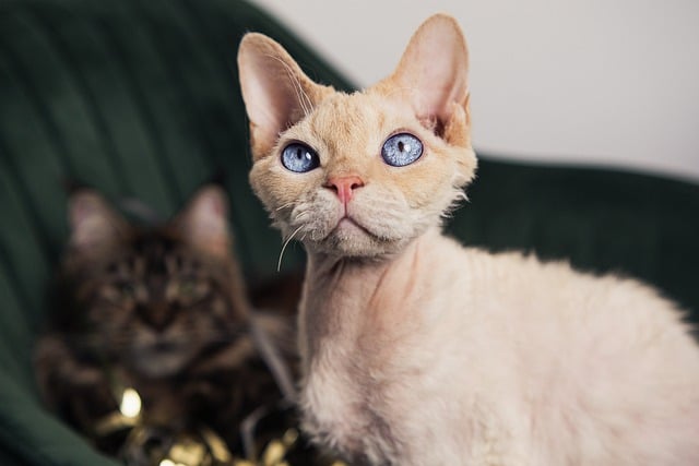 Free download cat pet devon rex sphinx feline free picture to be edited with GIMP free online image editor