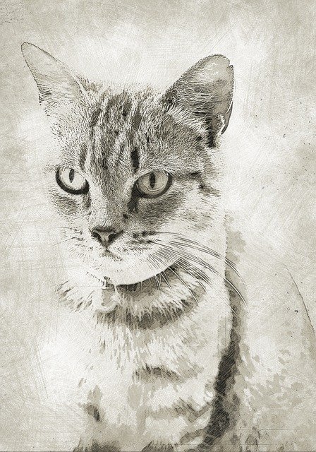 Muat turun percuma Cat Pet Domestic - foto atau gambar percuma untuk diedit dengan editor imej dalam talian GIMP