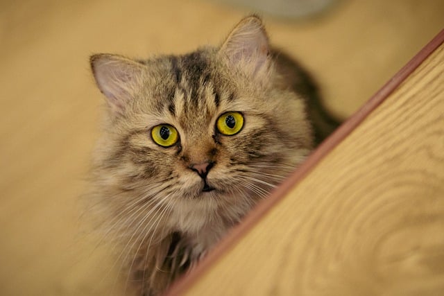 Бесплатно скачать кошка домашнее животное лицо животное милое очаровательное бесплатное изображение для редактирования в GIMP бесплатный онлайн-редактор изображений