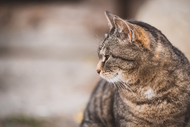 הורדה חינם של חתול חיית מחמד אוזני חיות חתולים תמונה בחינם לעריכה עם עורך תמונות מקוון בחינם של GIMP