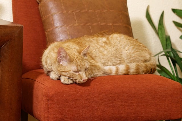 Free download cat pet feline animal fur kitty free picture to be edited with GIMP free online image editor