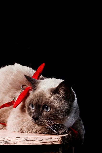 Free download cat pet feline animal mammal free picture to be edited with GIMP free online image editor