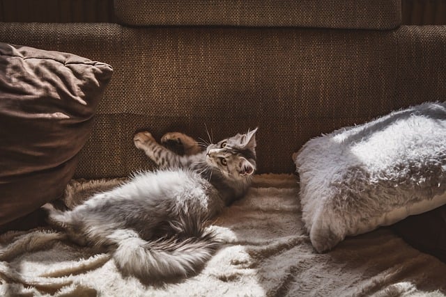 Free download cat pet feline apartment free picture to be edited with GIMP free online image editor