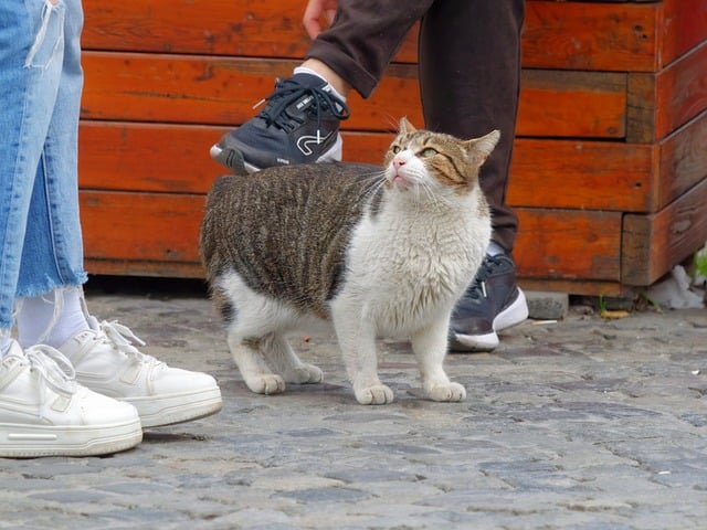 Free download cat pet feline fur standing free picture to be edited with GIMP free online image editor