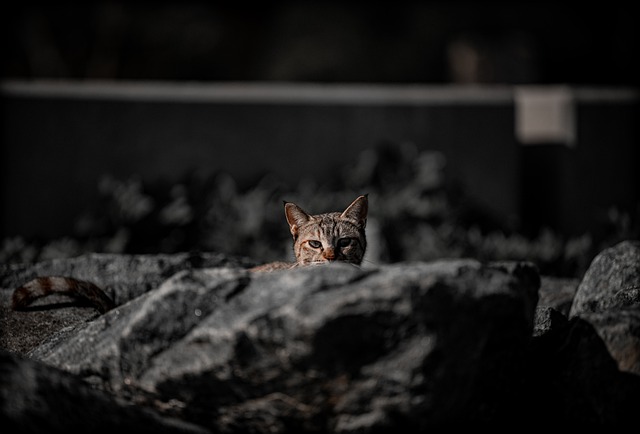 Free download cat pet feline kitten kitty cute free picture to be edited with GIMP free online image editor