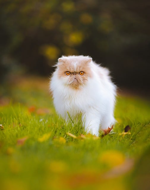 Бесплатно скачать кошка домашнее животное кошачий котенок персидская бесплатная картинка для редактирования в GIMP бесплатный онлайн-редактор изображений