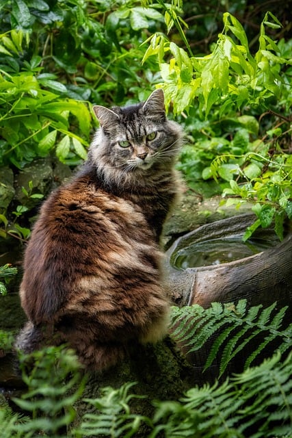 Free download cat pet feline nature animal free picture to be edited with GIMP free online image editor