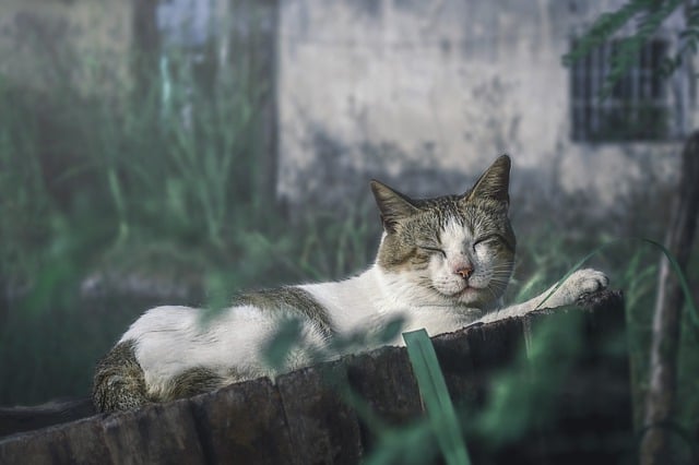 Free download cat pet feline sleeping dream free picture to be edited with GIMP free online image editor