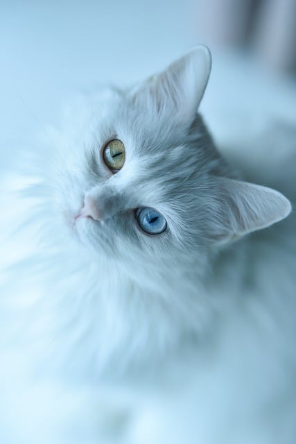 Free download cat pet feline white cat animal free picture to be edited with GIMP free online image editor