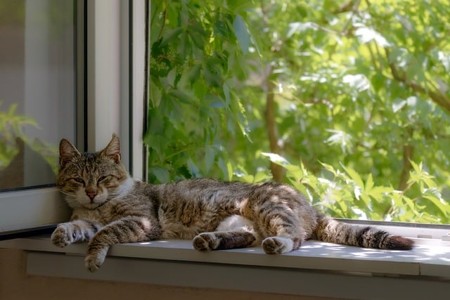 Free download cat pet male feline grey white free picture to be edited with GIMP free online image editor