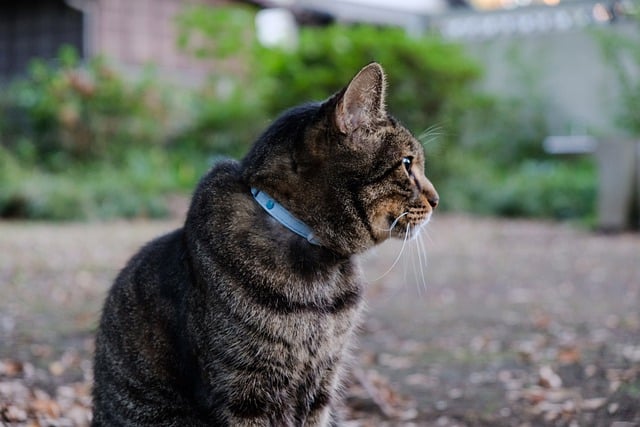 Free download cat pet mammal park nature free picture to be edited with GIMP free online image editor