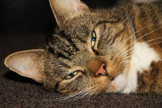 Descarga gratuita Cat Pet Mieze: foto o imagen gratuita para editar con el editor de imágenes en línea GIMP
