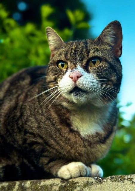 Free download cat pet nature city portrait free picture to be edited with GIMP free online image editor