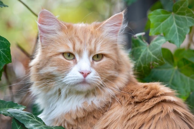 Free download cat pet outdoors feline animal free picture to be edited with GIMP free online image editor