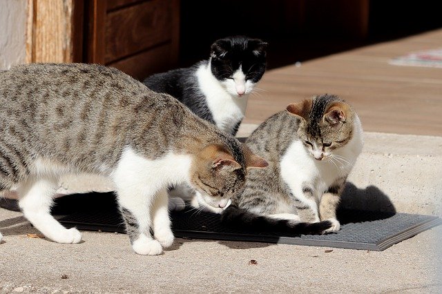 Baixe grátis Cat Pet Playful - foto ou imagem gratuita para ser editada com o editor de imagens online do GIMP